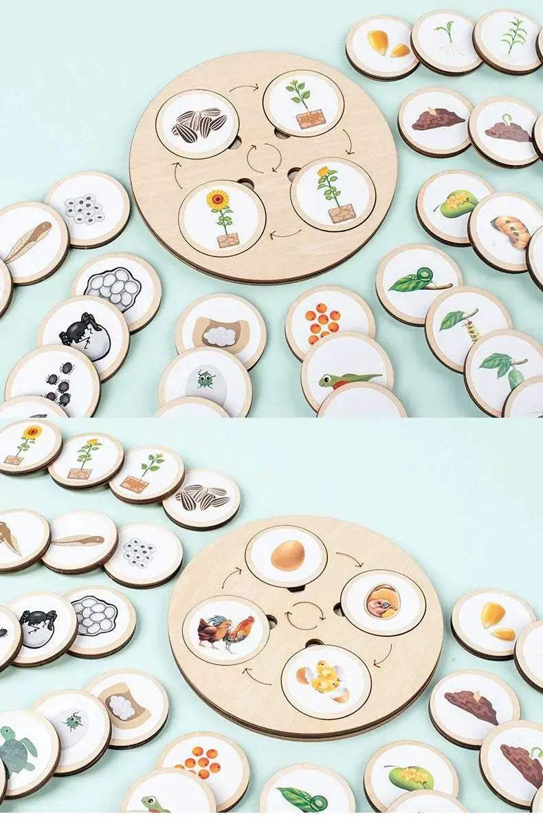 Life Cycle Board Montessori Kit for Kids Biology Science Education Sensory Tray Animal Figure Sorting Christmas Gift - ToylandEU