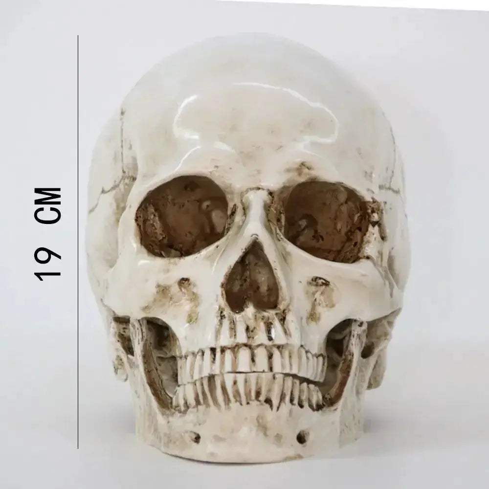 Life Size Anatomical Skull Replica For Education And DIY Decor - ToylandEU