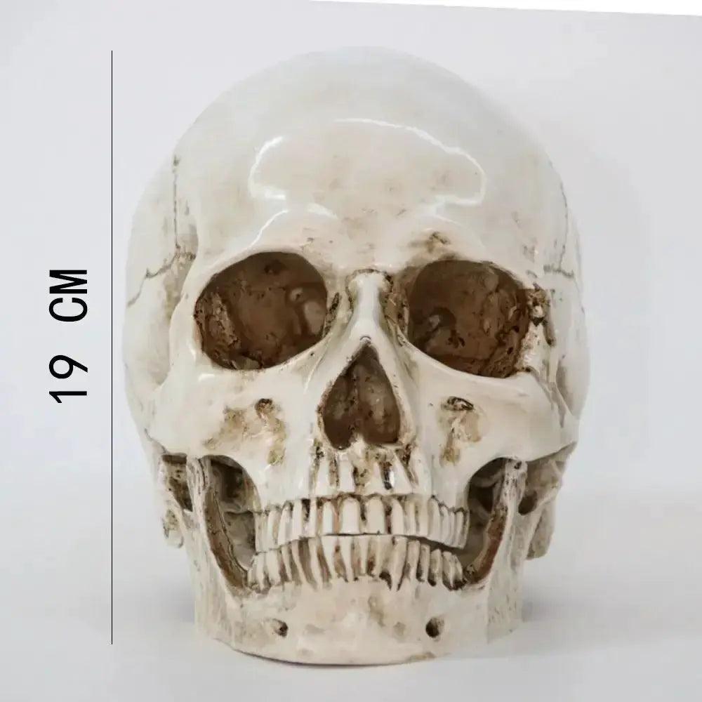 Life Size Anatomical Skull Replica For Education Decor - ToylandEU™