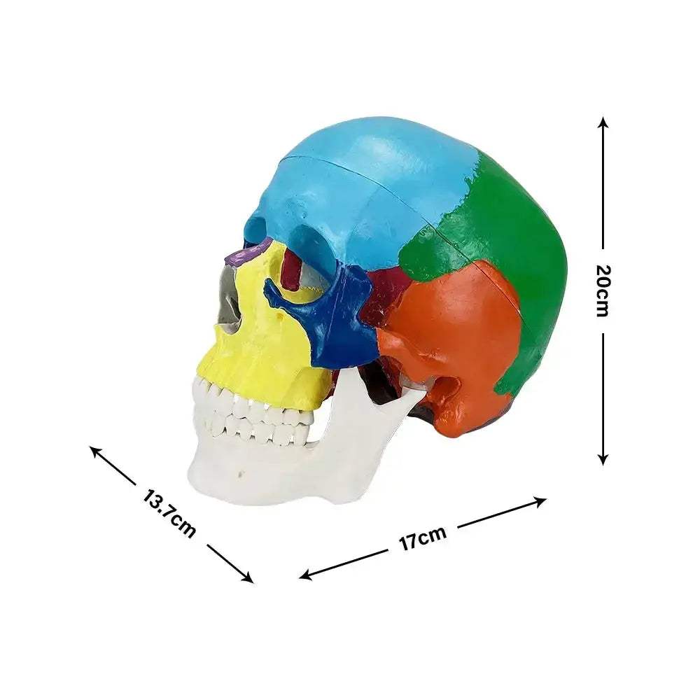 Life Size Detachable Anatomical Skull Model For Dental Education - ToylandEU