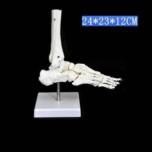 Life Size Foot Ankle Joint Skeleton Model Medical Display Study Tool for School 1:1 - ToylandEU™