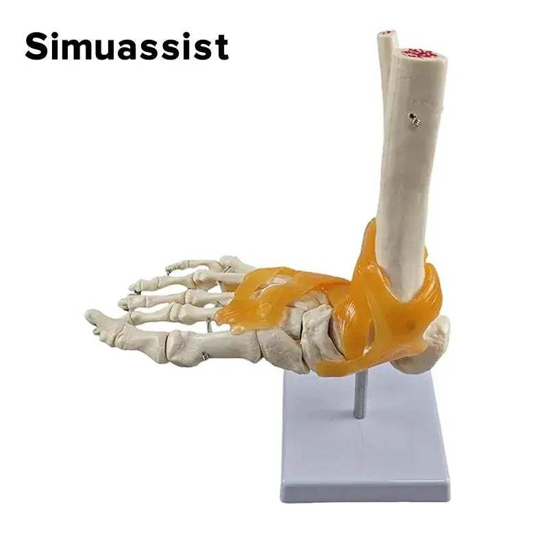 Life Size Foot Joint Model With Ligaments For Anatomy Demonstrations - ToylandEU