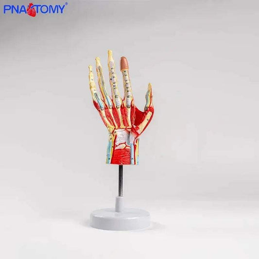 Life Size Hand Anatomy Model Detachable With Blood Vessels - ToylandEU