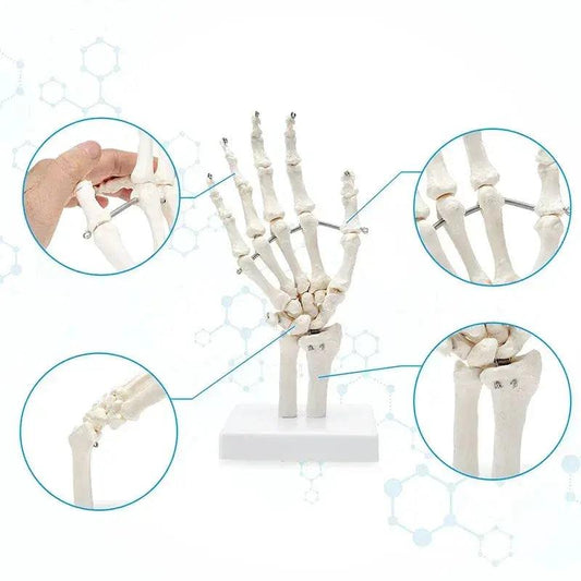 Life Size Hand Anatomy Model For Teaching PVC Skeleton - ToylandEU™