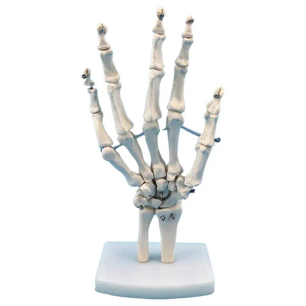 Life Size Hand Anatomy Model PVC Skeleton for Teaching - ToylandEU