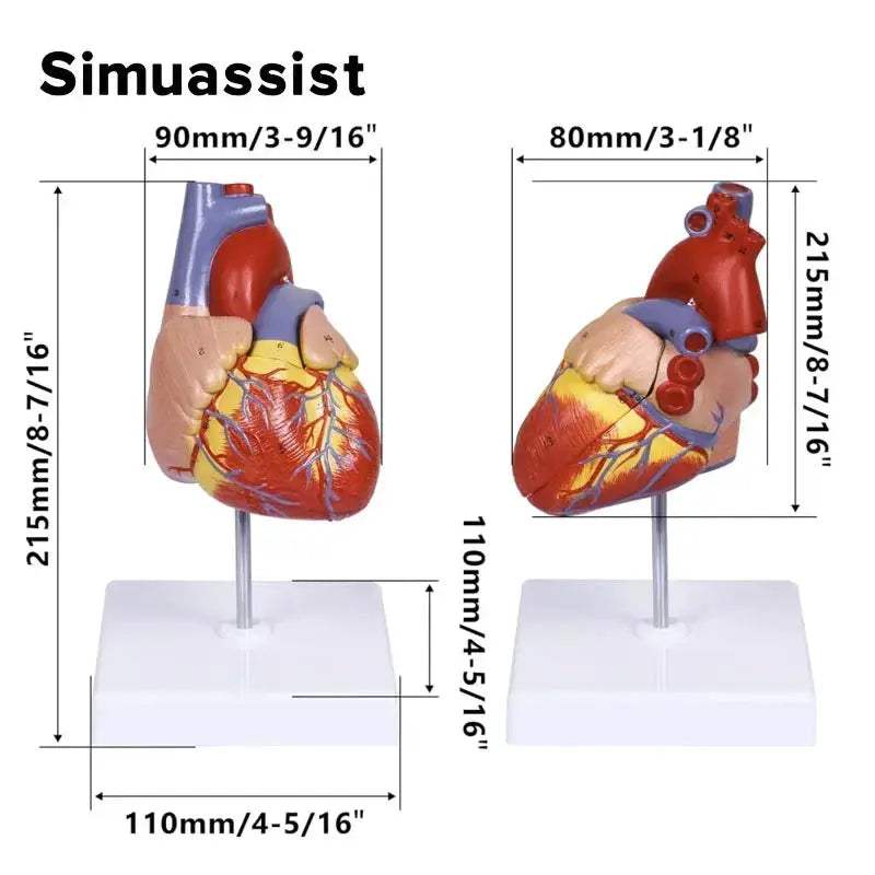Life Size Heart Anatomy Model For Medical Teaching Resources - ToylandEU