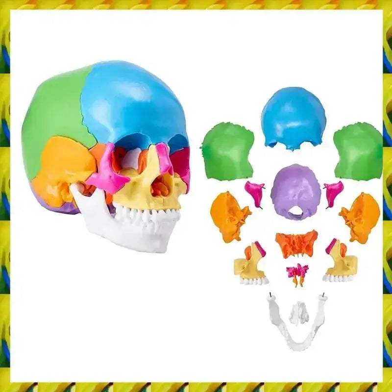 Life Size Painted Anatomy Skull Model For Study And Display - ToylandEU