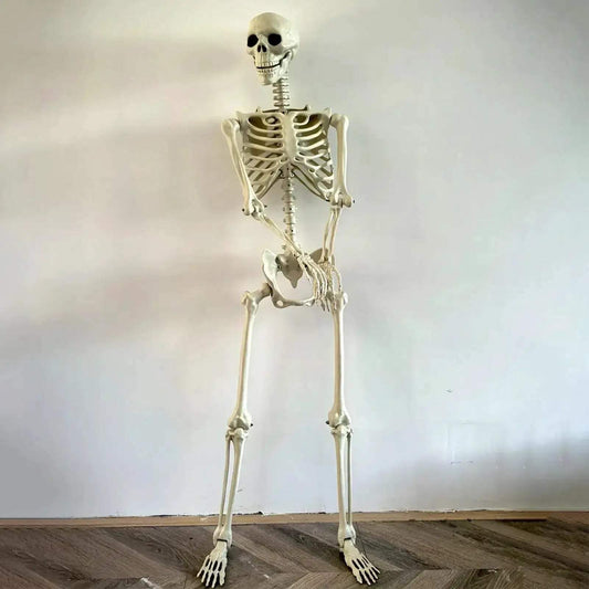 Life Size Realistic Skeleton With Movable Joints For Halloween Decor - ToylandEU