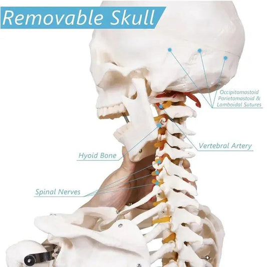 Life Size Skeleton Model Removable Limbs For Education - ToylandEU™