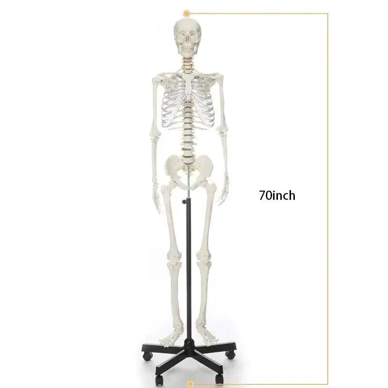 Life Size Skeleton Model Removable Limbs For Education - ToylandEU™