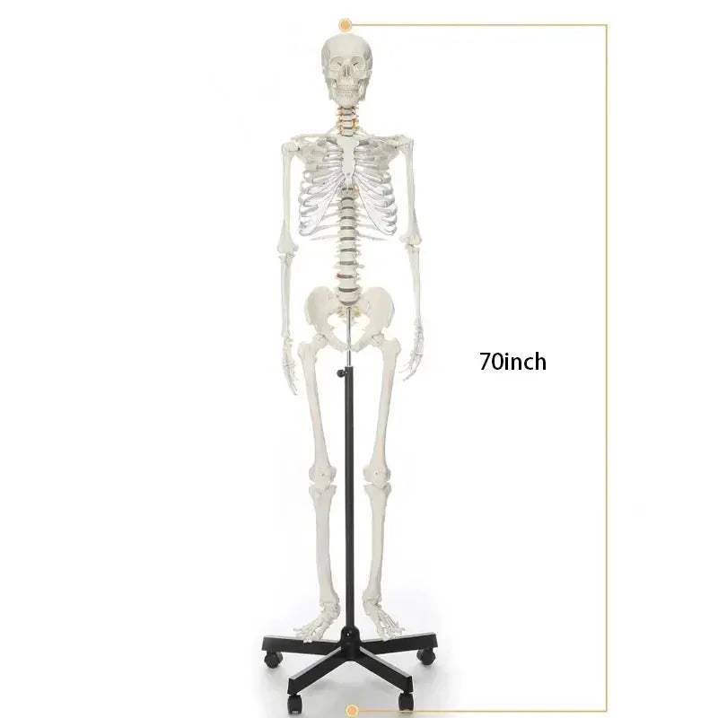 Life Size Skeleton Model With Removable Limbs For Education - ToylandEU