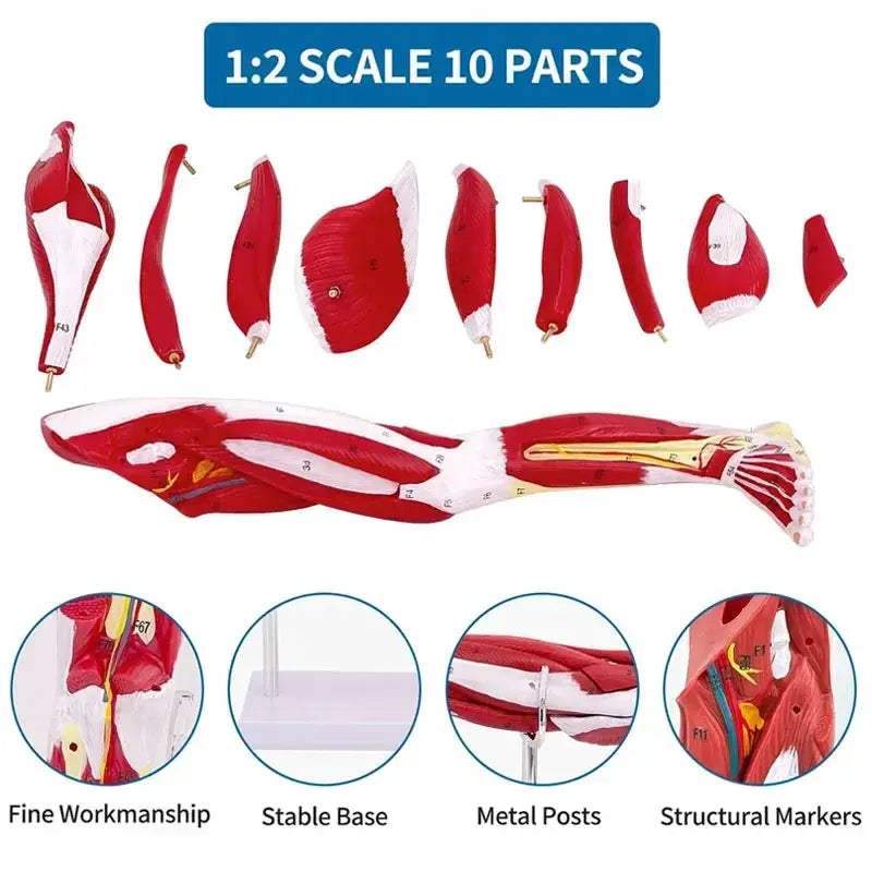 Lower Leg Anatomy Model With Detachable Muscles For Medical Teaching - ToylandEU