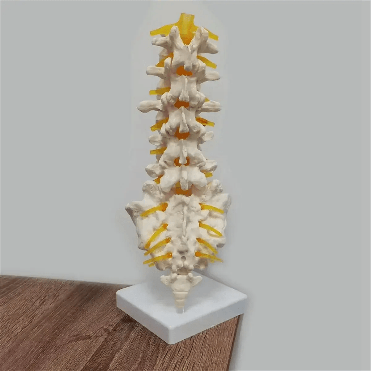 Lumbar Spine Model With Sacral Accessory Orthopedic Teaching - ToylandEU
