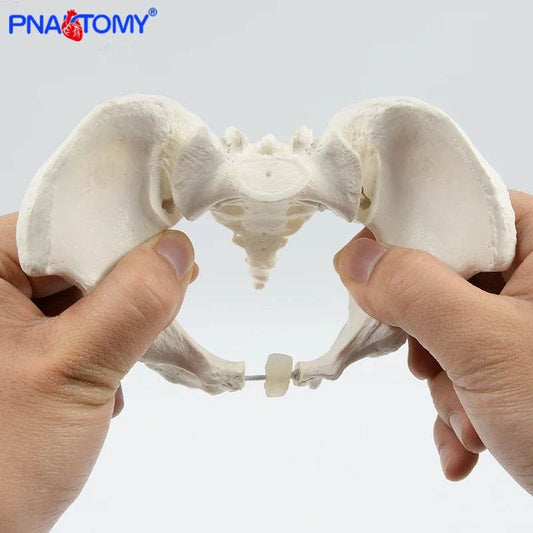 Mini Pelvis Model Human Skeleton Specimen Hip Skeleton Anatomy Medical Tool School Used 1:2 Pubis - ToylandEU