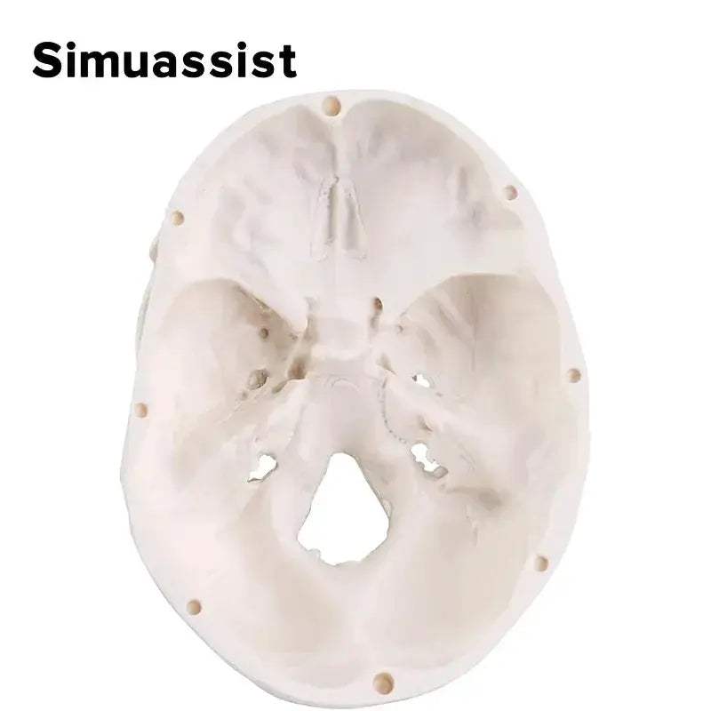 Mini Skull Anatomical Head Model Detachable For Medical Teaching - ToylandEU