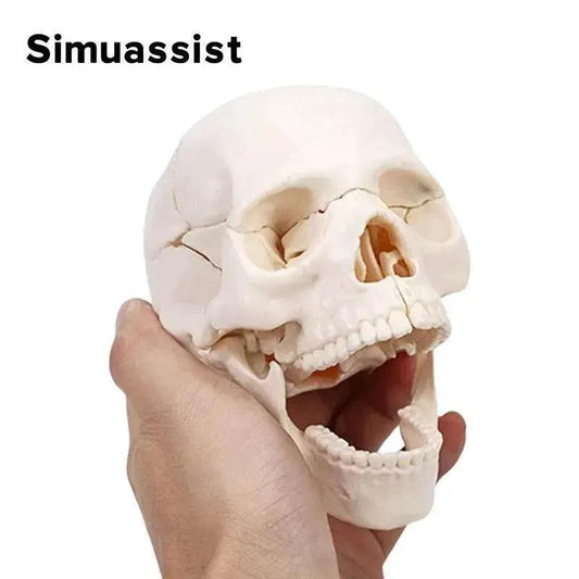 15PCS/SET 4D Disassembled White Mini Skull Anatomy Model Human Anatomy Detachable Skull Puzzle Medical Teaching Tool - ToylandEU™
