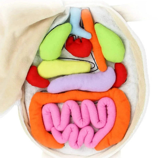 3D Human Anatomy Puzzle for Kids - Montessori Educational Science Toy - ToylandEU
