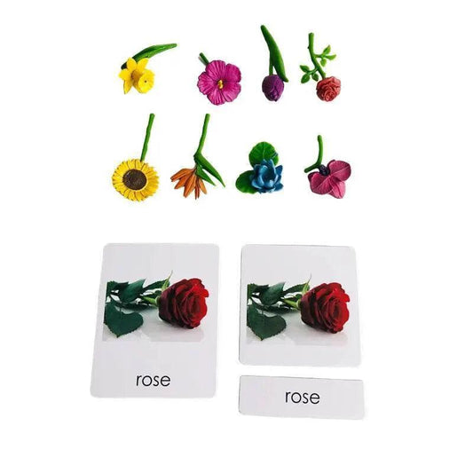 Montessori Language Models Of Human Organs 3-Part Cards Kit - ToylandEU™