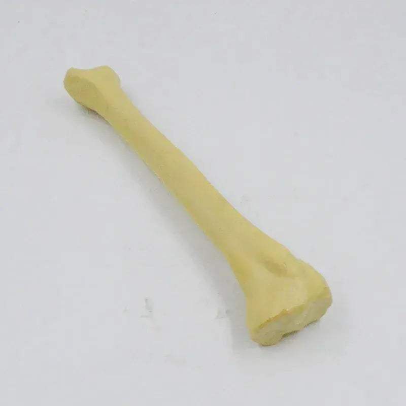 One To One Human Skeleton Anatomy Model For Medical Teaching - ToylandEU