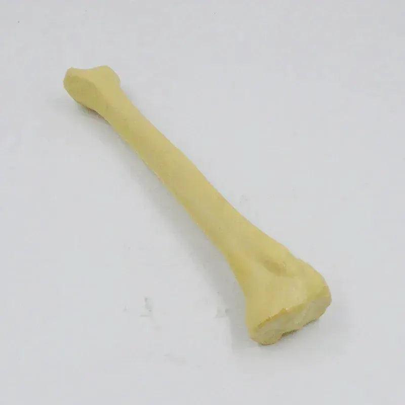 One To One Human Skeleton Anatomy Model for Teaching - ToylandEU™