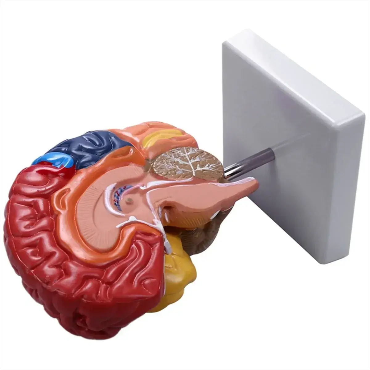 One To One Scale Brain Brainstem Anatomical Model For Teaching - ToylandEU