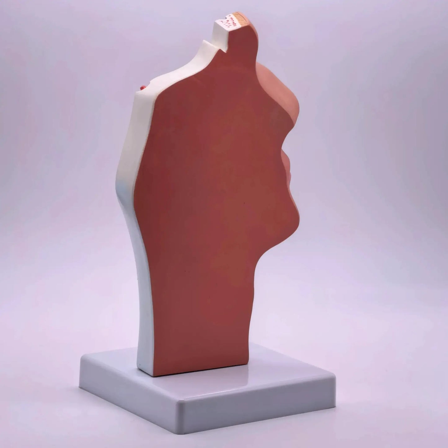 PVC Human Pathology Nasal Cavity Anatomical Model Life Size - ToylandEU