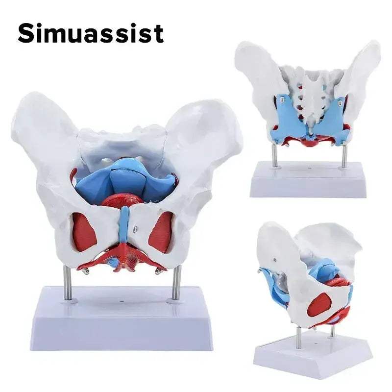 Pelvic Floor Model For Teaching Removable Uterus Anatomy - ToylandEU