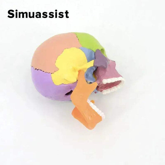 Skull Anatomy Model Portable 15 Parts Medical Teaching - ToylandEU™