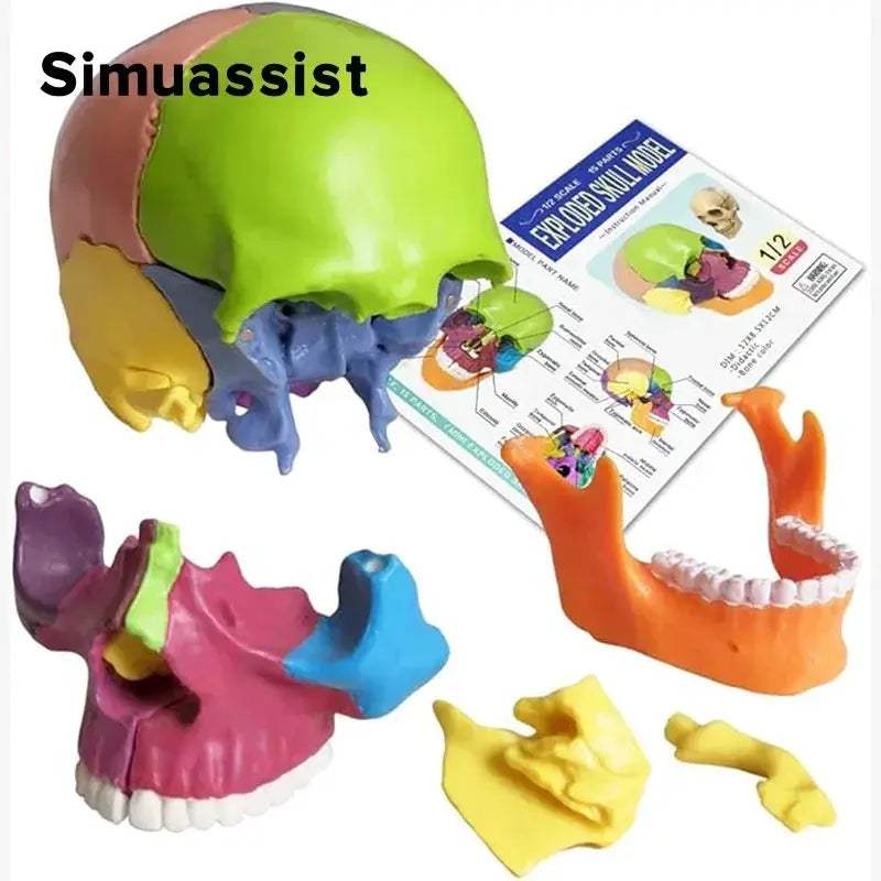 Portable Skull Anatomy Model 15 Parts For Medical Teaching - ToylandEU