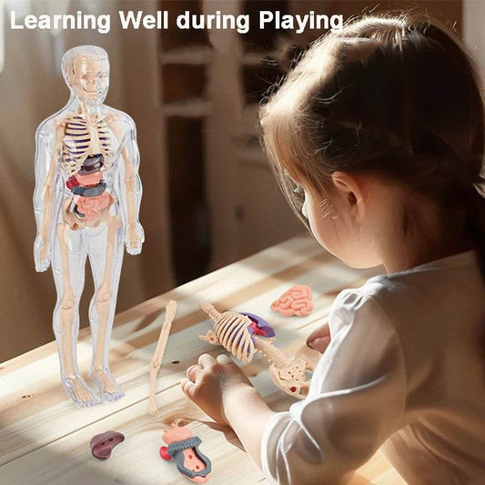 Premium 3D Human Body Model Two Kinds Kids Educational Toy - ToylandEU