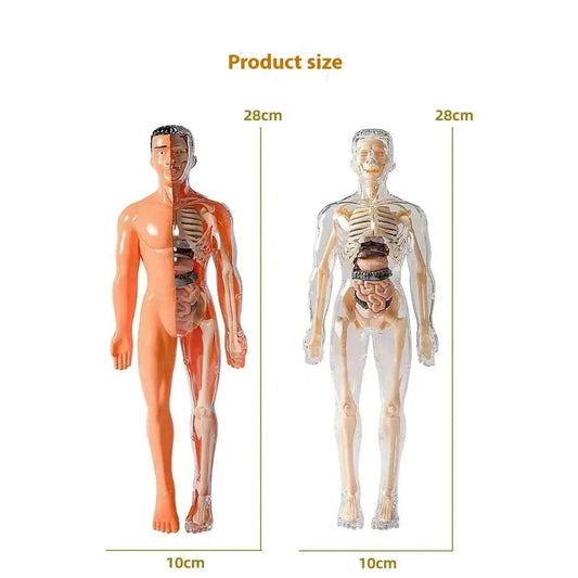 Premium Anatomy Model Trunk 288 Toyland EU - ToylandEU™