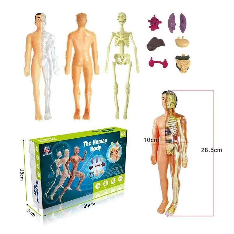 Premium Educational Toy Torso Model 3D For Children - ToylandEU