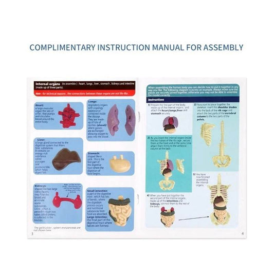 Premium Human Body Model With Removable Torso For Kids - ToylandEU