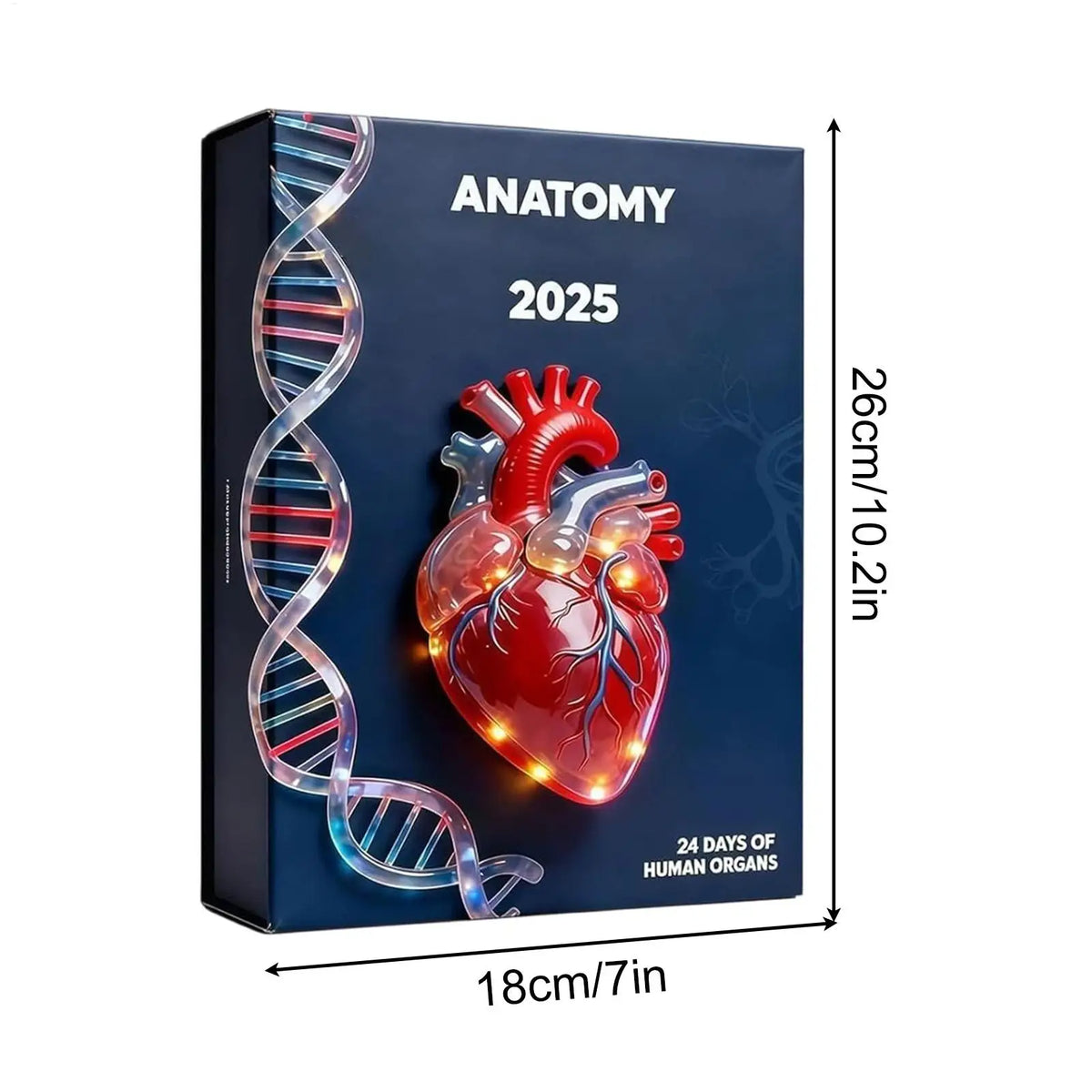 Advent Calendar | 24 Day Anatomy Organ Ornaments | 2D Acrylic Pendants | For Doctors Nurses And Students