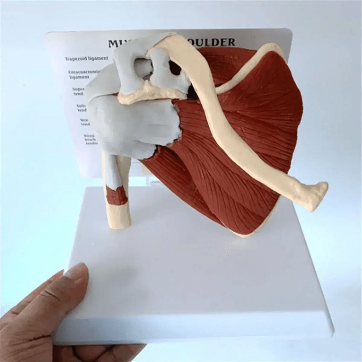 Shoulder Anatomy Muscle Model Ideal For Medical Education - ToylandEU