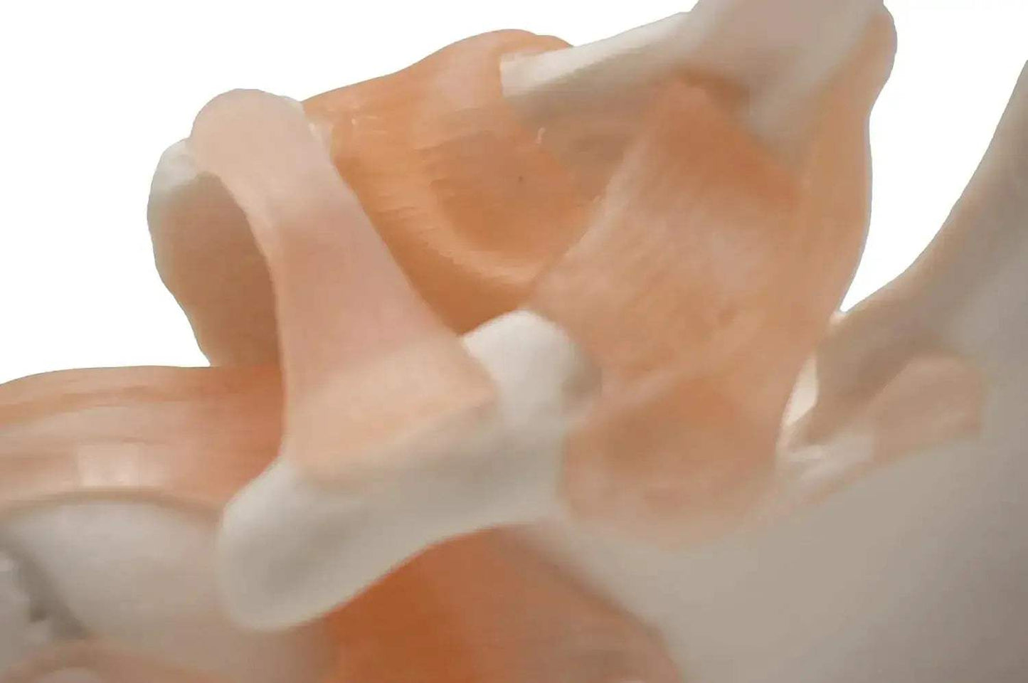 Shoulder Joint Model For Anatomy Education Demonstrating Movements - ToylandEU