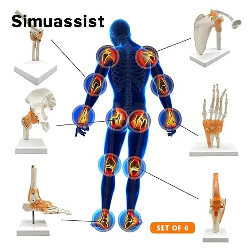 Six Piece Life Size Human Joint Anatomy Models Set - ToylandEU