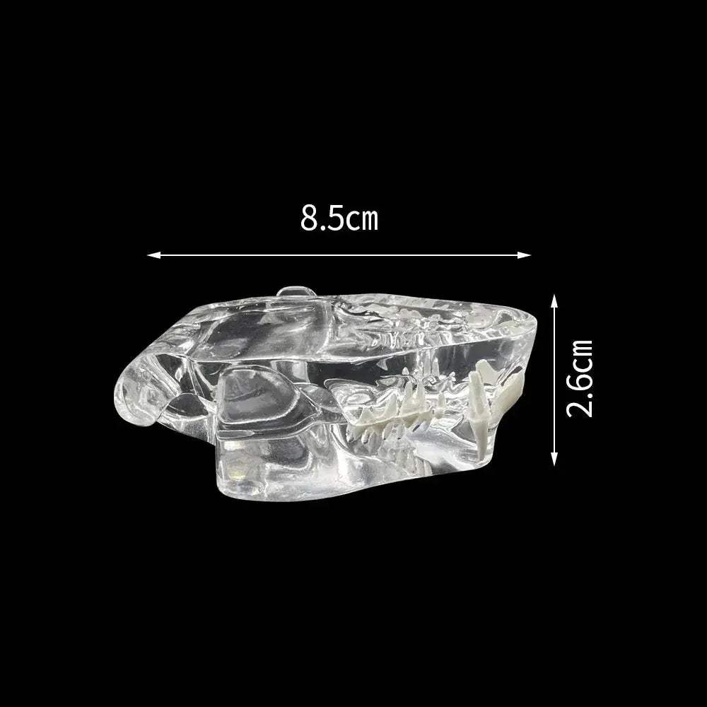 Transparent Dog and Cat Teeth Anatomy Model for Veterinary Education - ToylandEU
