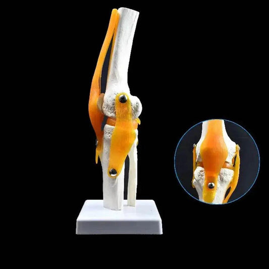  1 1 Flexible Knee Joint Model with Ligaments and Base Femur Tibia Fibula Bones Medical Teaching -  ToylandEU™