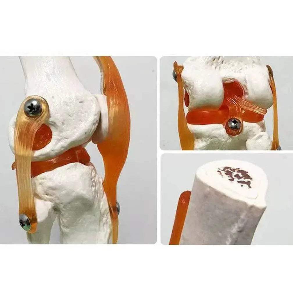 1 1 Flexible Knee Joint Model with Ligaments and Base Femur Tibia Fibula Bones Medical Teaching - ToylandEU