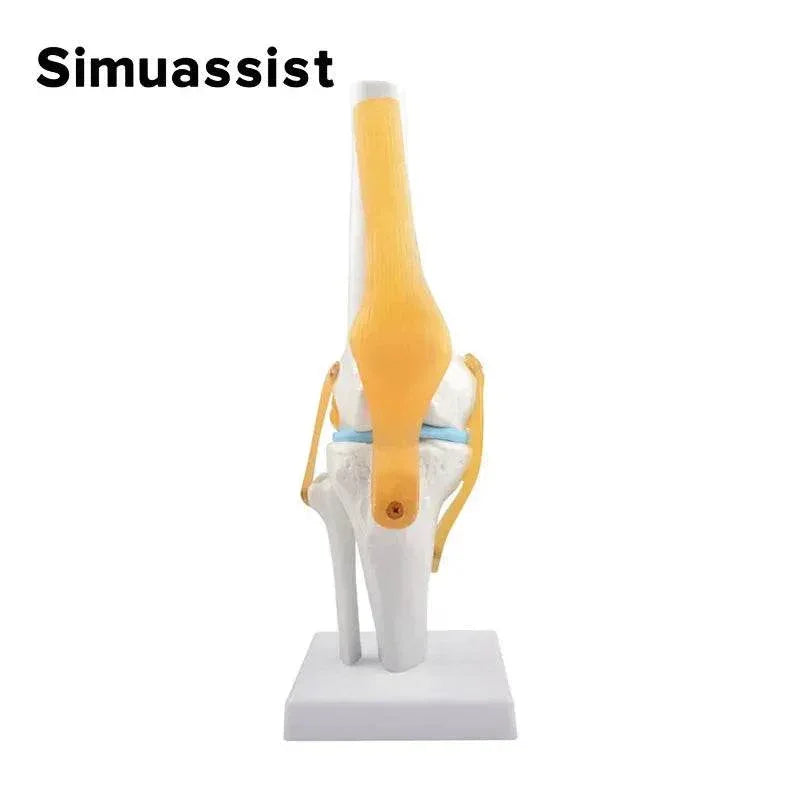 1:1 Flexible Knee Joint Model with Ligaments and Base Femur Tibia and ...