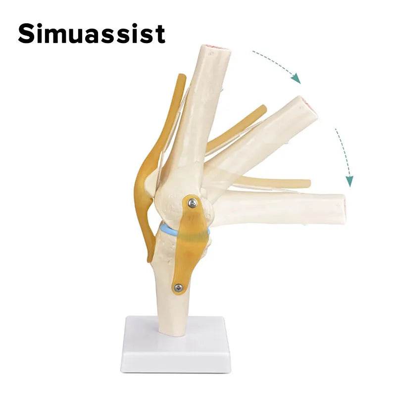 1:1 Flexible Knee Joint Model with Ligaments and Base Femur Tibia and Fibula Bone Anatomy Model Medical Teaching - ToylandEU