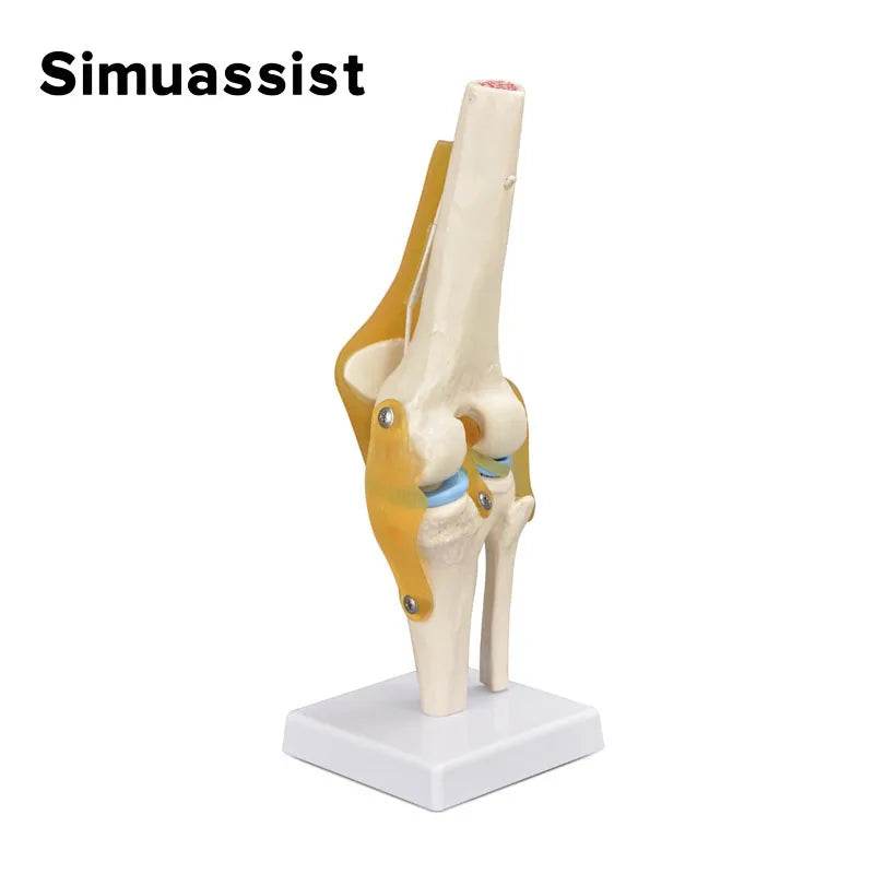 1:1 Flexible Knee Joint Model with Ligaments and Base Femur Tibia and Fibula Bone Anatomy Model Medical Teaching - ToylandEU