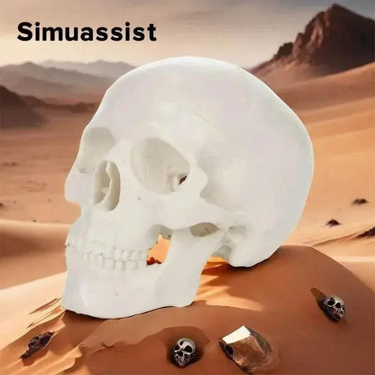  1:1 Life Size Human Anatomical Head Skeleton Skull Model Removable Skull Cap Teaching Tool -  ToylandEU™
