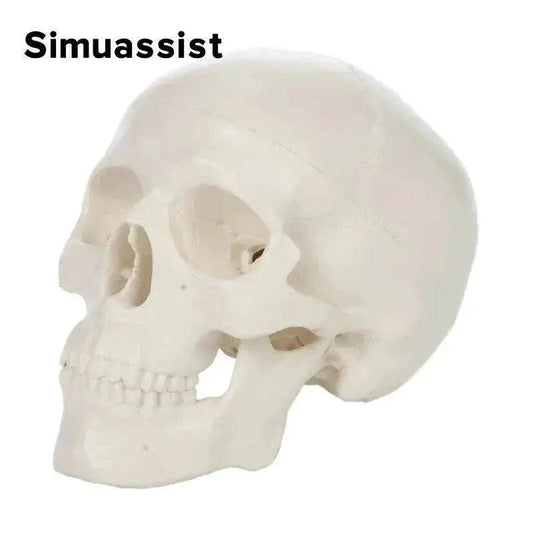  1:1 Life Size Human Anatomical Head Skeleton Skull Model Removable Skull Cap Teaching Tool -  ToylandEU™