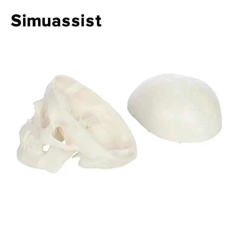  1:1 Life Size Human Anatomical Head Skeleton Skull Model Removable Skull Cap Teaching Tool -  ToylandEU™