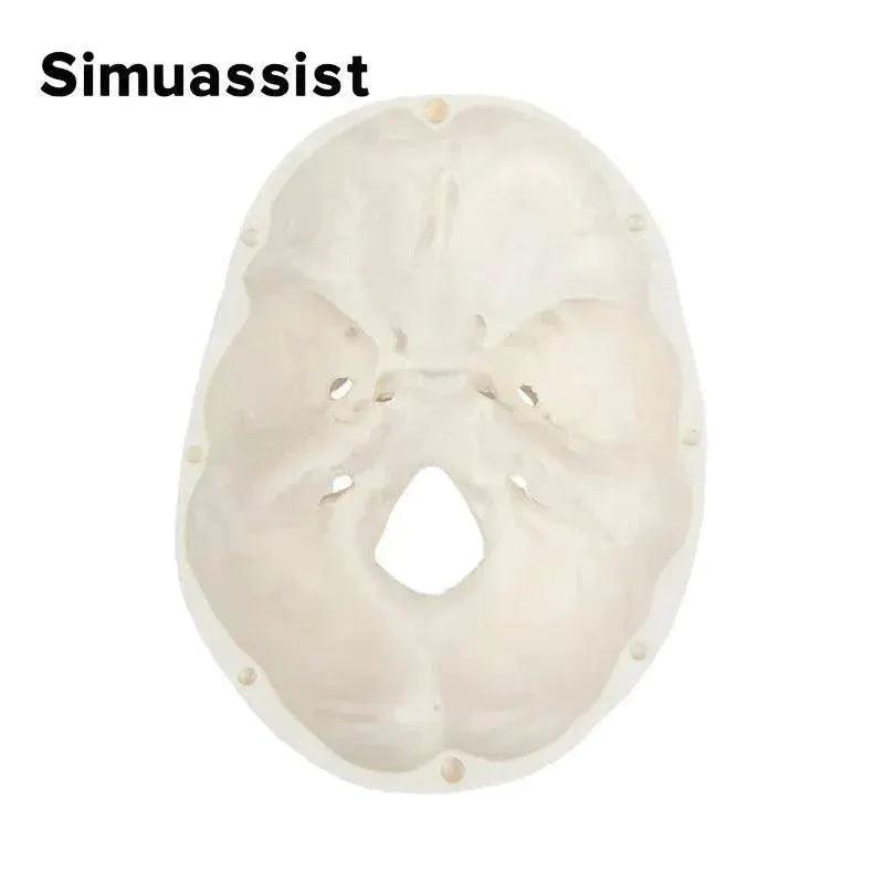  1:1 Life Size Human Anatomical Head Skeleton Skull Model Removable Skull Cap Teaching Tool -  ToylandEU™