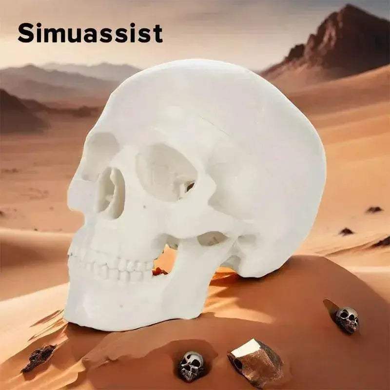 1:1 Life Size Human Anatomical Head Skeleton Skull Model Removable Skull Cap Teaching Tool - ToylandEU