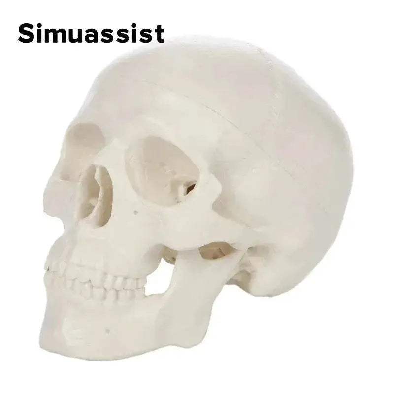 1:1 Life Size Human Anatomical Head Skeleton Skull Model Removable Skull Cap Teaching Tool - ToylandEU