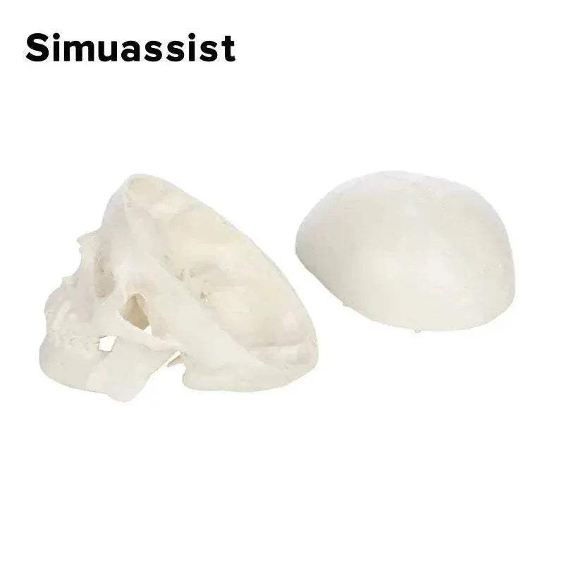 1:1 Life Size Human Anatomical Head Skeleton Skull Model Removable Skull Cap Teaching Tool - ToylandEU